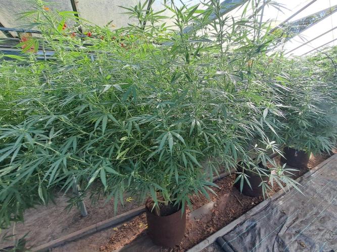GH Biscotti#7 Zamnesia CLONE. Week 28 - DAY200 (DAY21 Bloom) Plant #1