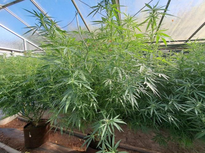 GH Biscotti#7 Zamnesia CLONE. Week 28 - DAY200 (DAY21 Bloom) Plant #2
