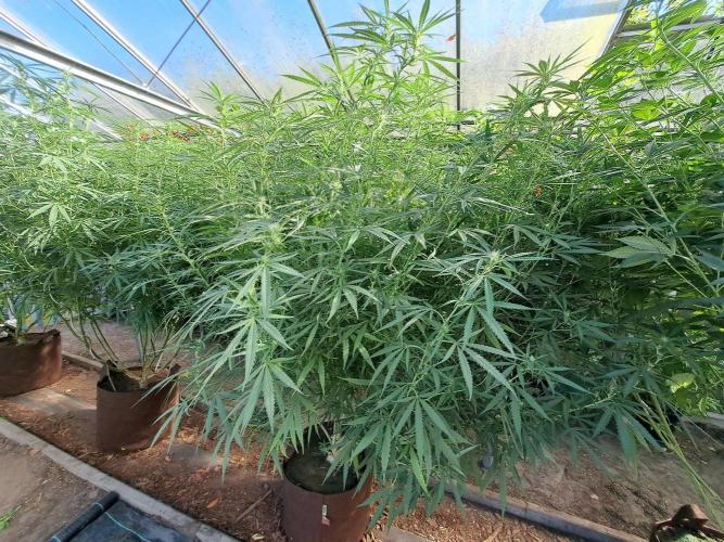 Biscotti. Week 28