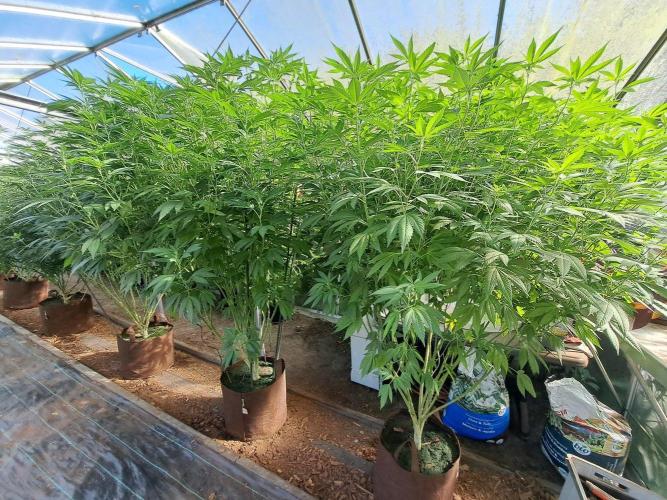 GH Cookies Gelato CLONE. Week 27 - DAY195 (DAY14 Bloom)
