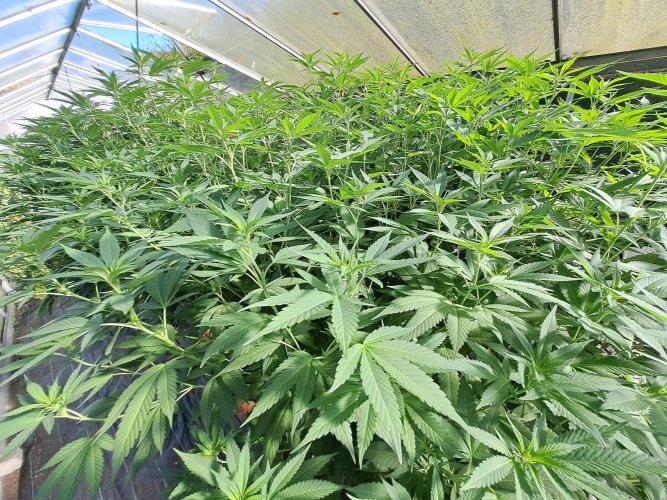 GH Cookies Gelato CLONE. Week 27 - DAY195 (DAY14 Bloom)