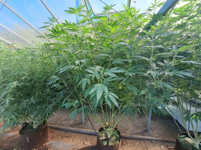 GH Cookies Gelato CLONE. Week 27 - DAY195 (DAY14 Bloom) Plant #1