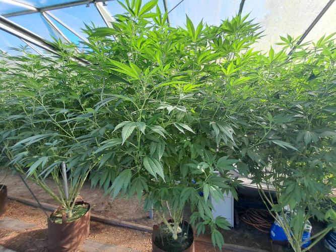 GH Cookies Gelato CLONE. Week 27 - DAY195 (DAY14 Bloom) Plant #2