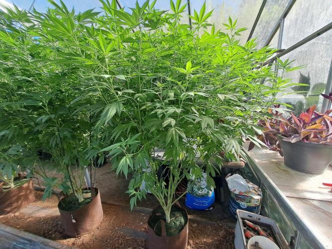 GH Cookies Gelato CLONE. Week 27 - DAY195 (DAY14 Bloom) Plant #3