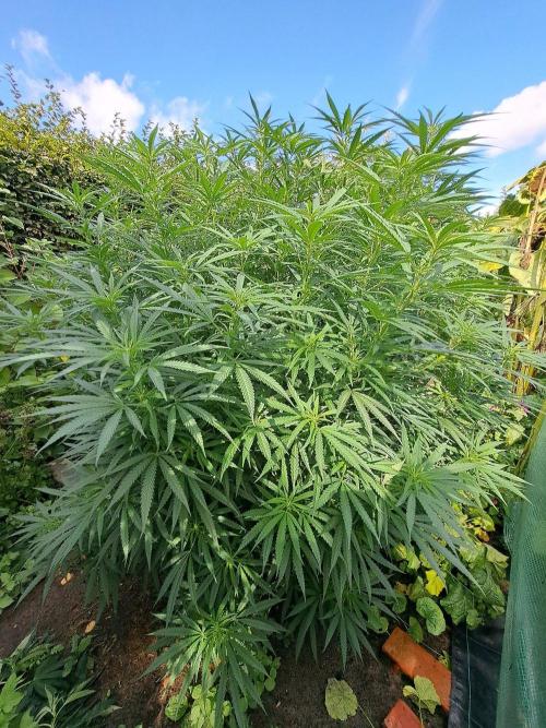 OUT Biscotti#7 CLONE. Week 17 - DAY118 (F28 Bloom) Plant #2