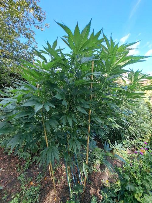 OUT Cookies Gelato CLONE. Week 17 - DAY118 (F14 Bloom) Plant #2