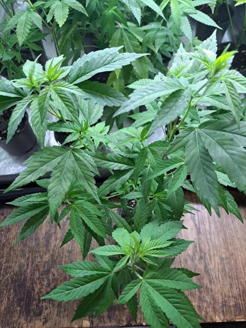 Blockberry CLONE. Week 6