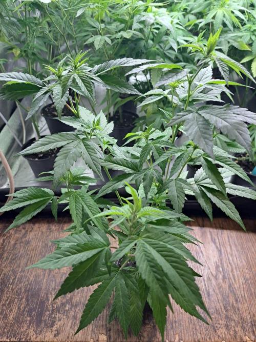 Blockberry CLONE. Week 6
