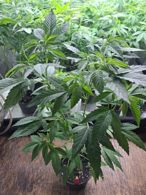 Halle Berry CLONE. Week 6