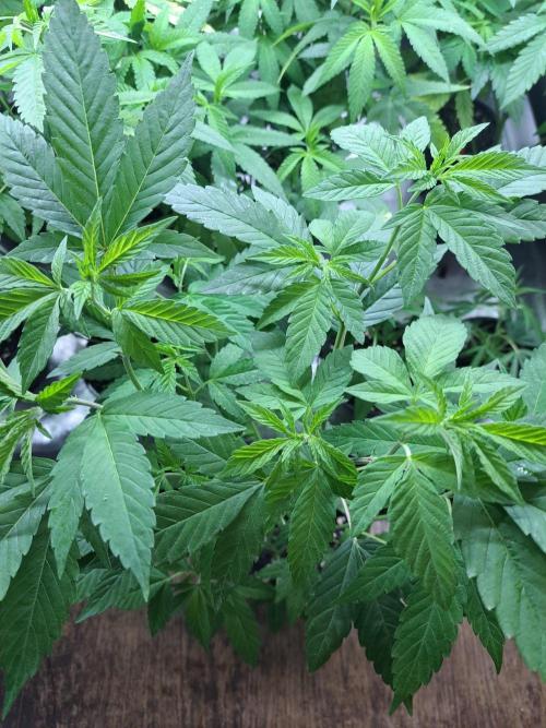 Halle Berry CLONE. Week 6