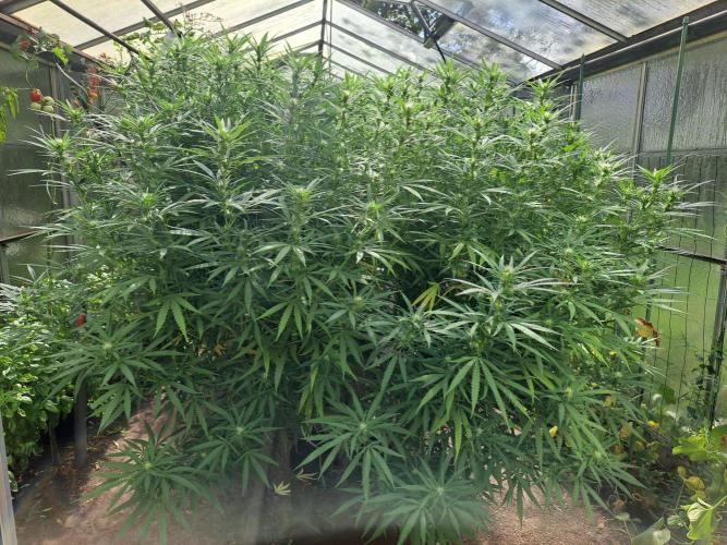 GH Biscotti#7 Zamnesia CLONE. Week 29 - DAY207 (F28) 