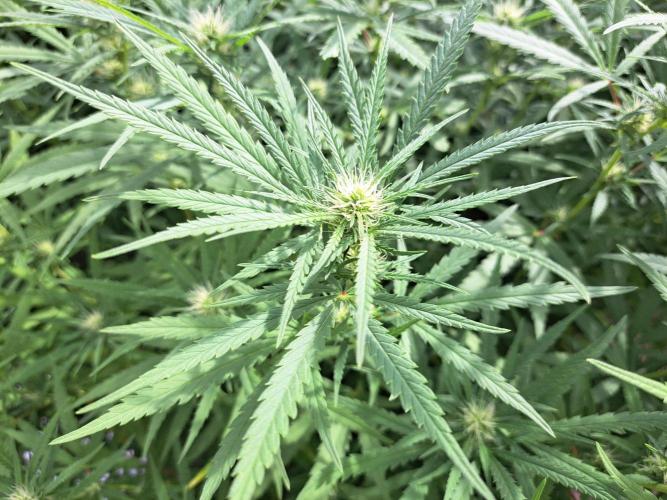 GH Biscotti#7 Zamnesia CLONE. Week 29 - DAY207 (F28) 