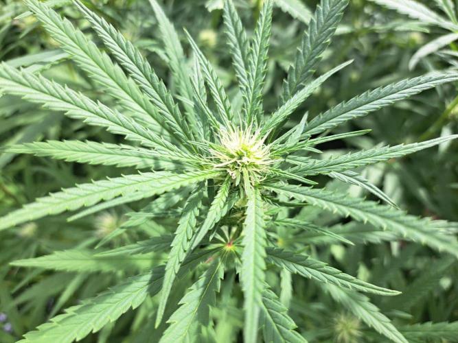 GH Biscotti#7 Zamnesia CLONE. Week 29 - DAY207 (F28) 