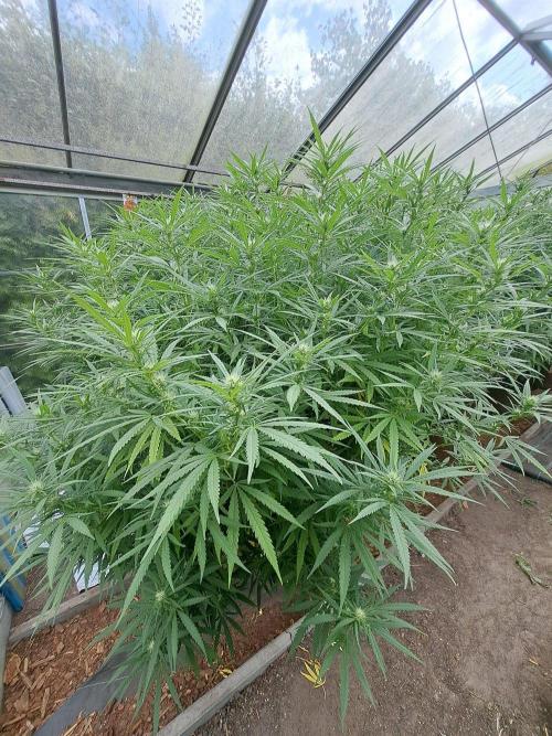 GH Biscotti#7 Zamnesia CLONE. Week 29 - DAY207 (F28) Plant #1
