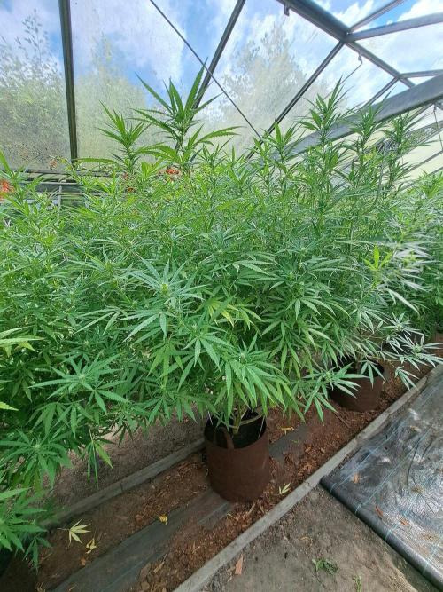 GH Biscotti#7 Zamnesia CLONE. Week 29 - DAY207 (F28) Plant #2