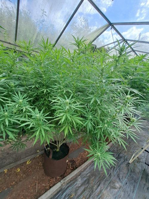 GH Biscotti#7 Zamnesia CLONE. Week 29 - DAY207 (F28) Plant #3