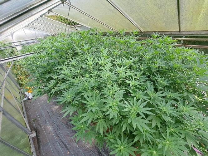 GH Cookies Gelato CLONE. Week 28 - DAY202 (F21)