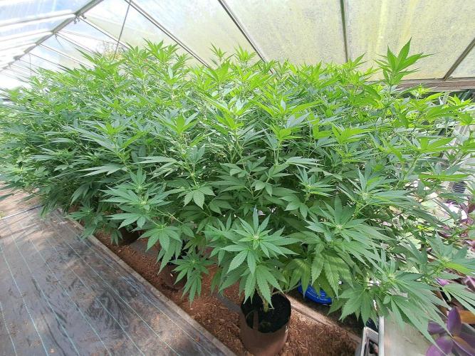 GH Cookies Gelato CLONE. Week 28 - DAY202 (F21)
