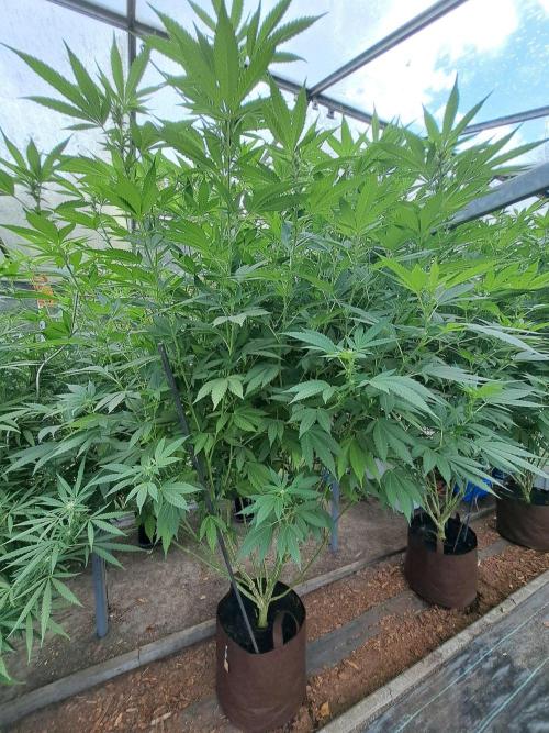 GH Cookies Gelato CLONE. Week 28 - DAY202 (F21) Plant #1
