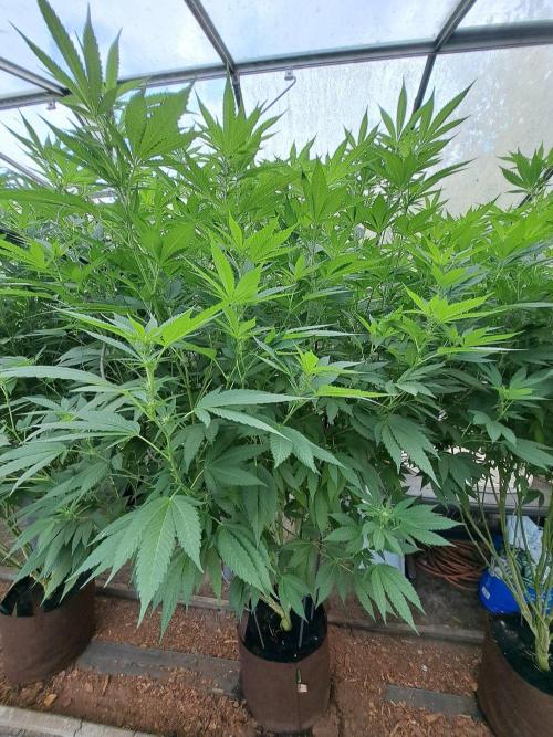 GH Cookies Gelato CLONE. Week 28 - DAY202 (F21) Plant #2