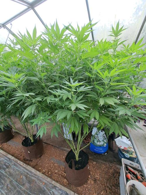 Cookies Gelato. Week 28