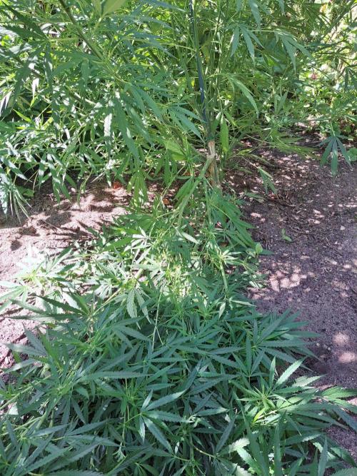OUT Biscotti#7 CLONE. Week 18 - DAY118 (F21) Plant #1 Storm damage :(