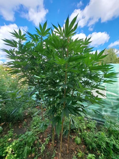 OUT Cookies Gelato CLONE. Week 18 - DAY118 (F21) Plant #2
