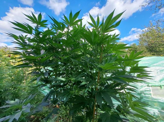 OUT Cookies Gelato CLONE. Week 18 - DAY118 (F21) Plant #2

