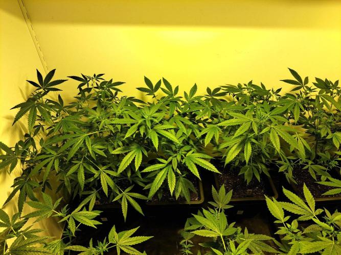Amnesia Haze Go Fast CLONES. Week 11 - DAY81 (DAY2 Flowering) 3x Amnesia Haze