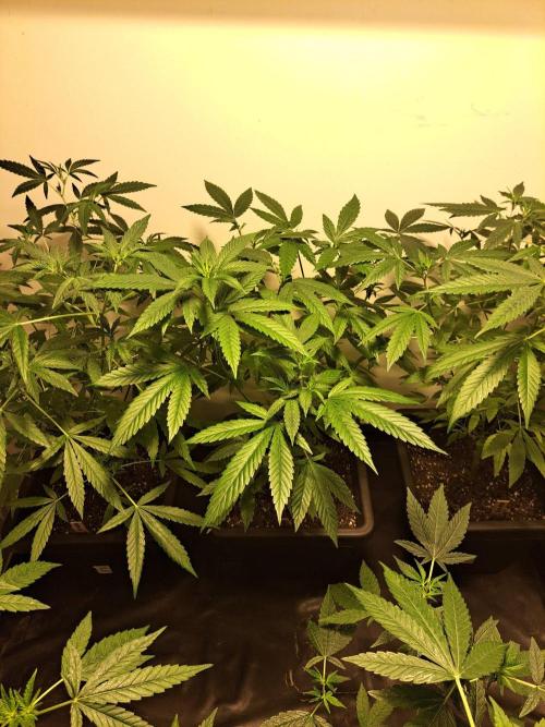 Amnesia Haze Go Fast CLONES. Week 11 - DAY81 (DAY2 Flowering) Plant #1
