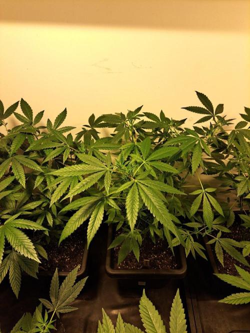 Amnesia Haze Go Fast CLONES. Week 11 - DAY81 (DAY2 Flowering) Plant #2