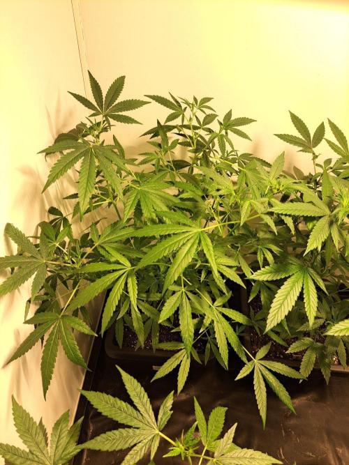 Amnesia Haze Go Fast CLONES. Week 11 - DAY81 (DAY2 Flowering) Plant #3