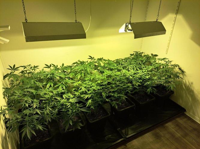 Clementine Slush CLONES. Week 11 - DAY81 (DAY2 Flowering) All plants