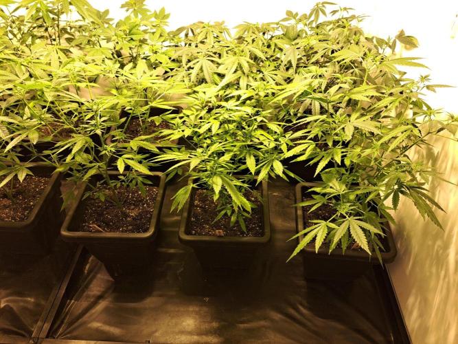 Clementine Slush CLONES. Week 11 - DAY81 (DAY2 Flowering) 3x Clementine Slush (plants in the front row)
