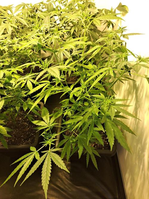 Clementine Slush CLONES. Week 11 - DAY81 (DAY2 Flowering) Plant #1
