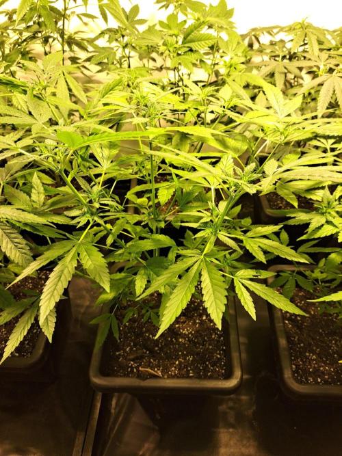 Clementine Slush CLONES. Week 11 - DAY81 (DAY2 Flowering) Plant #2