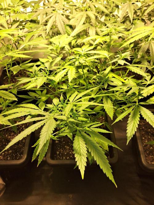 Clementine Slush CLONES. Week 11 - DAY81 (DAY2 Flowering) Plant #3