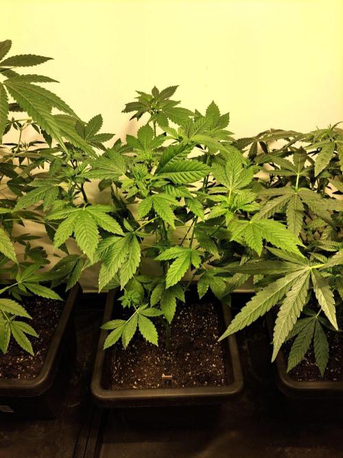 Zoap Rosé CLONES. Week 12 - DAY81 (DAY2 Flowering) 