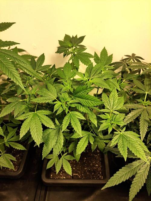 Zoap Rosé CLONES. Week 12 - DAY81 (DAY2 Flowering) 