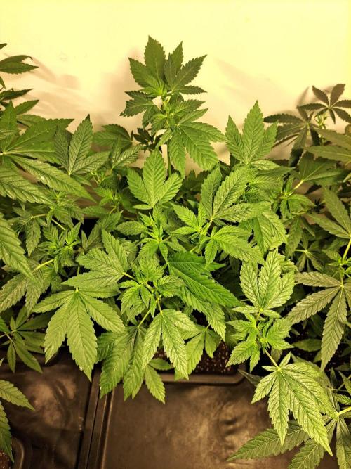Zoap Rosé CLONES. Week 12 - DAY81 (DAY2 Flowering) 
