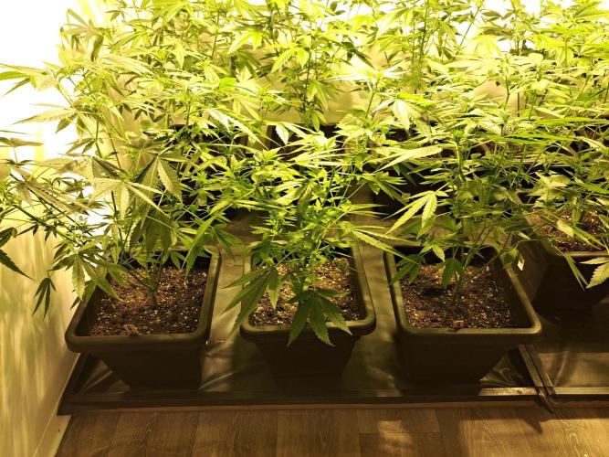 Sour Papaya CLONES. Week 11 - DAY81 (DAY2 Flowering) 3x Sour Papaya (plants in the front row)