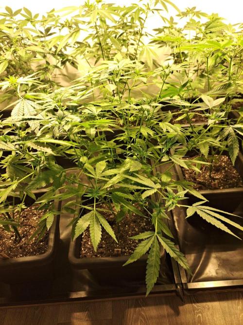 Sour Papaya CLONES. Week 11 - DAY81 (DAY2 Flowering) Plant #1