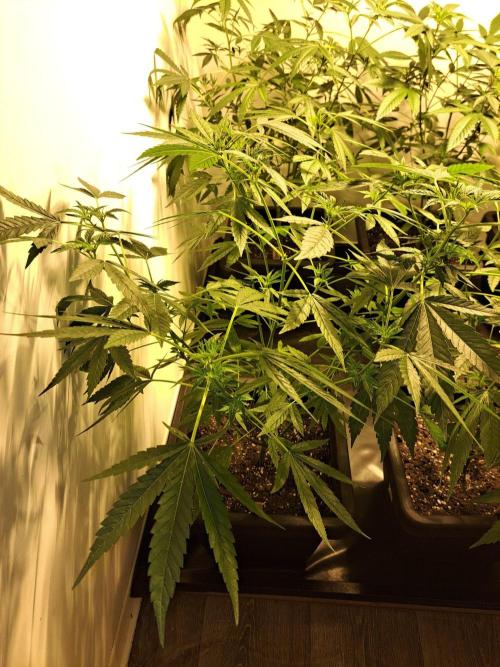 Sour Papaya CLONES. Week 11 - DAY81 (DAY2 Flowering) Plant #2