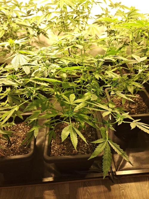 Sour Papaya CLONES. Week 11 - DAY81 (DAY2 Flowering) Plant #3
