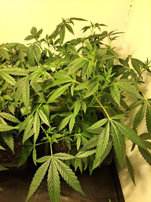 Permant Marker X Georgia Pie CLONES. Week 11 - DAY81 (DAY2 Flowering) Plant #1