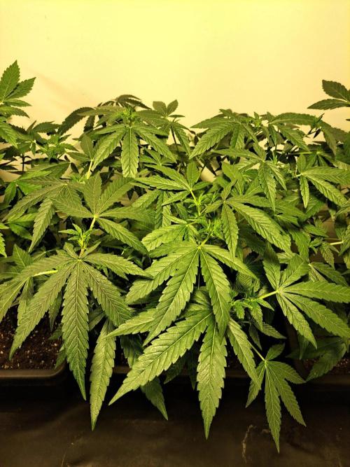 Permant Marker X Georgia Pie CLONES. Week 11 - DAY81 (DAY2 Flowering) Plant #2