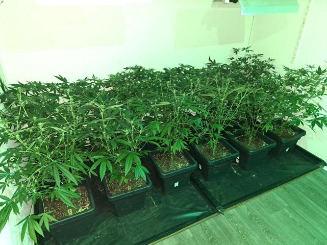 Amnesia Haze Go Fast CLONES. Week 12 - DAY88 (DAY9 Flowering) All plants