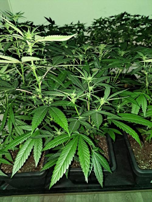 Amnesia Haze Go Fast CLONES. Week 12 - DAY88 (DAY9 Flowering) Plant #1