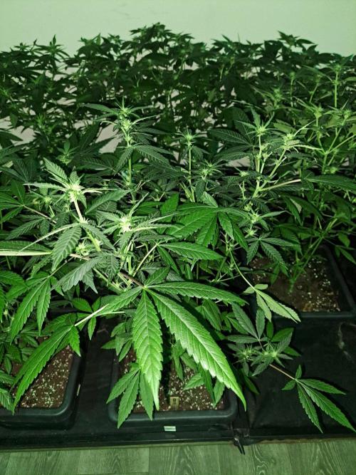 Amnesia Haze Go Fast CLONES. Week 12 - DAY88 (DAY9 Flowering) Plant #2