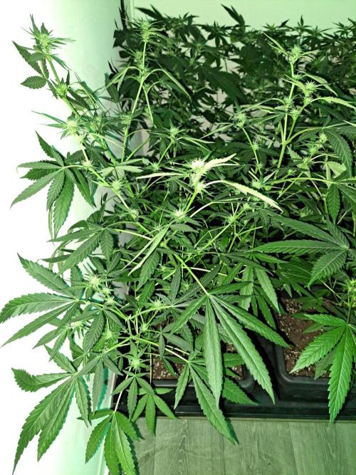 Amnesia Haze Go Fast CLONES. Week 12 - DAY88 (DAY9 Flowering) Plant #3